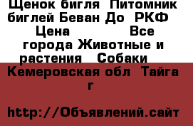 Щенок бигля. Питомник биглей Беван-До (РКФ) › Цена ­ 20 000 - Все города Животные и растения » Собаки   . Кемеровская обл.,Тайга г.